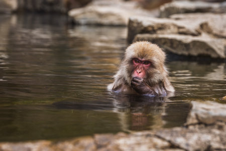 Japanese macaque, also known as snow monkey, relaxing in a hot spring. The primate enjoys the warm...