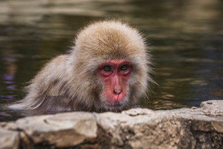 Close-up of a Japanese macaque, also known as a snow monkey, relaxing in a hot spring. Its reddish...