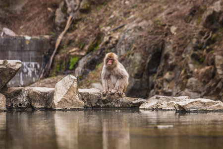 Japanese macaque, also known as snow monkey, sits on rocks by a pond in Jigokudani Monkey Park,...