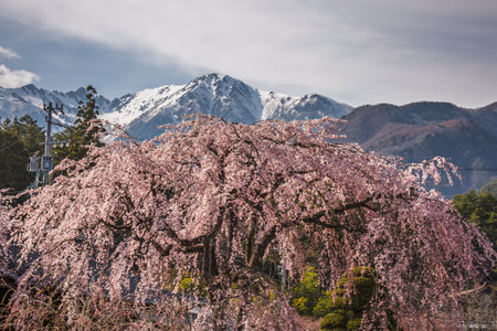Majestic weeping cherry blossom tree in full bloom against a backdrop of snow-capped mountains in Japan. The vibrant pink blossoms create a stunning contrast with the wintery landscape.の写真素材