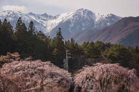 Majestic snow-capped mountains provide a stunning backdrop to a vibrant display of cherry blossoms...