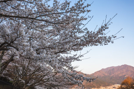 Cherry blossoms in full bloom against a backdrop of mountains. Stunning springtime scene showcasing delicate white flowers and tranquil nature. Perfect for calendars, websites, or travelの写真素材