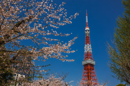 Tokyo Tower with cherry blossoms in full bloom. Stunning springtime scene in Japan's capital,...