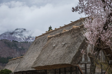 Traditional thatched-roof house in Shirakawa-go, Japan, with a snow-capped mountain in the background and cherry blossoms in the foreground. A picturesque scene of rural Japan.の写真素材