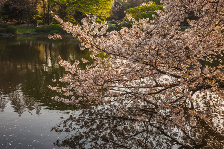 Stunning cherry blossoms in full bloom gracefully overhang a tranquil pond, creating a picturesque reflection. The delicate pink and white petals offer a serene springtime scene.の写真素材