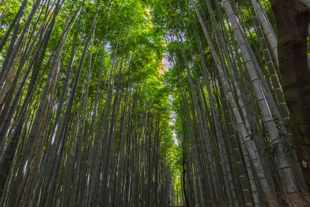 A serene path through Arashiyama Bamboo Grove in Kyoto, Japan. Tall bamboo stalks create a breathtaking natural tunnel, offering tranquility and natural beauty.の写真素材