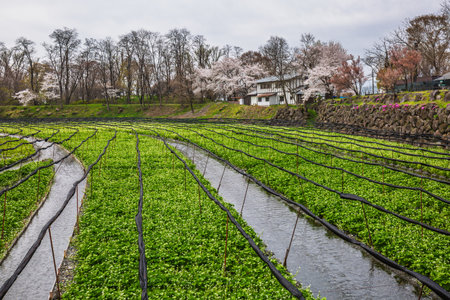 Watercress farm in Japan, showcasing rows of vibrant green watercress plants cultivated in irrigation canals. Cherry blossoms add a touch of spring color to the landscape.の写真素材