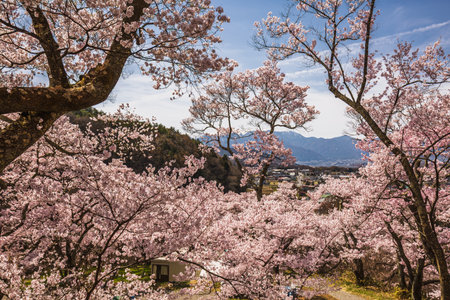 Panoramic view of a stunning cherry blossom landscape in Japan, featuring numerous pink trees in full bloom against a backdrop of mountains and a quaint town. A picturesque springtime scene.の写真素材