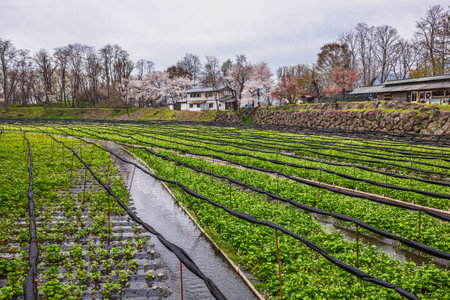 Japanese spring landscape: rows of wasabi plants growing in a water-filled field, with a traditional house and cherry blossoms in the background. Serene agricultural scene.の写真素材