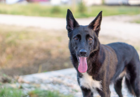 Dog breed German Shepherd on a walk in the park. selective focusの写真素材