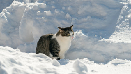 Cat on the snow in winter. Cat on the snow in winter.の写真素材