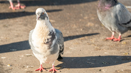 pigeons on the street in the spring, close-upの写真素材