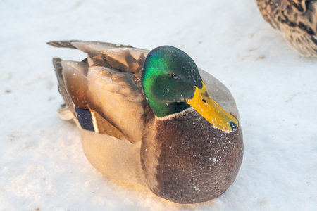 duck in the snow, winter, close-up, mallardの写真素材