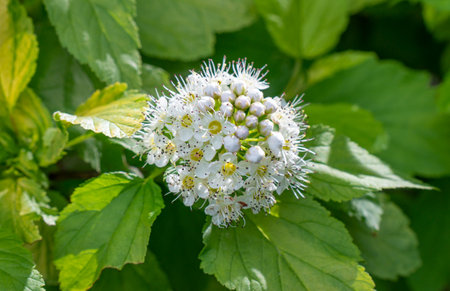 White flowers of Spirea japonica, close-upの写真素材