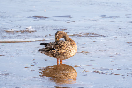 Duck on the frozen lake in winter. close-up.の写真素材