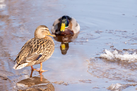Duck on a frozen lake in winter. Russia, St. Petersburg.の写真素材