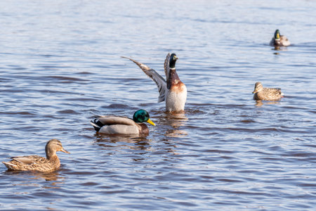 ducks on the lake in sunny day, animals in nature seriesの写真素材