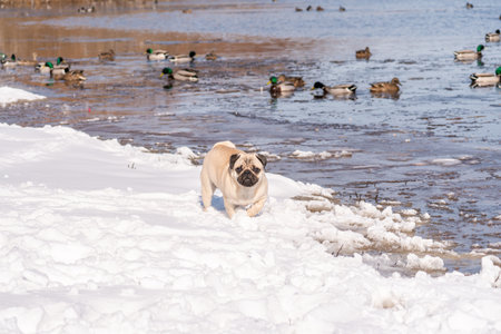 Pug dog running on the ice of a frozen lake in winterの写真素材