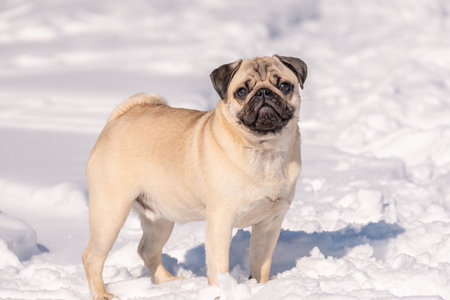 Cute pug dog standing on the snow in the park.の写真素材