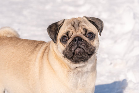 A pug dog looks at the camera. Close-up of a pug in the snow.の写真素材