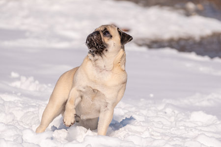 A pug dog looks at the camera. Close-up of a pug in the snow.の写真素材