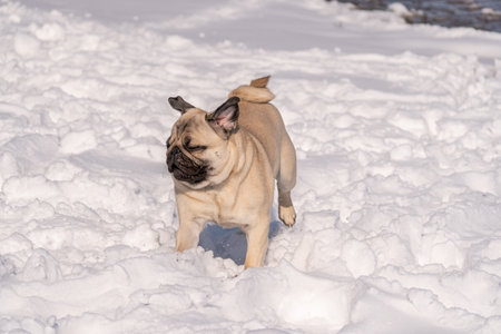 Pug dog playing in the snow. Pug is a breed of dog developed in the United States.の写真素材