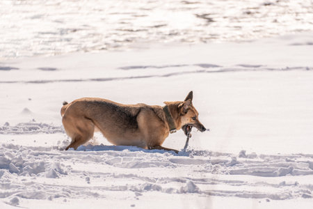 German shepherd playing with a stick on the snow in the winter.の写真素材
