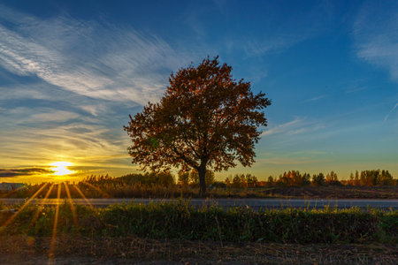 Autumn landscape with a tree on a background of the setting sun
