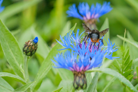 Blue cornflowers and bumblebee in a summer meadowの写真素材