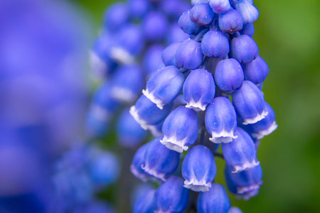 Blue grape hyacinth flowers in the garden. macro shot.