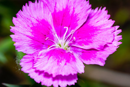 Close-up of pink dianthus flower in the garden.の写真素材