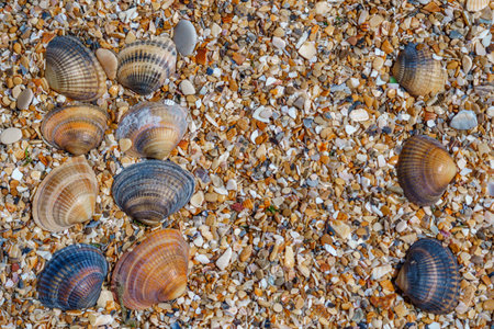 Seashells on a pebble beach as a backgroundの写真素材