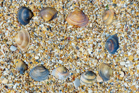 Seashells on a pebble beach. background textureの写真素材