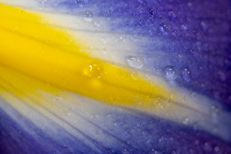 blue and yellow iris macro close up with water drops on petalsの写真素材