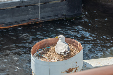 Seagull sitting in a nest on the boat in the waterの写真素材