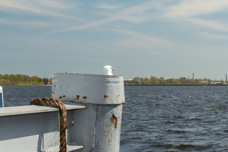 A seagull sits on a pier on the Volga River.の写真素材