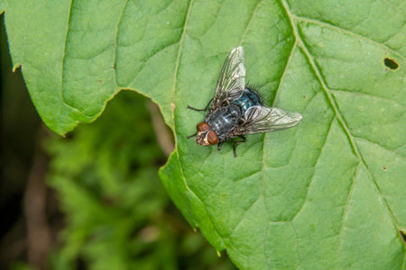 Close up of a fly on a green leaf in the garden.の写真素材