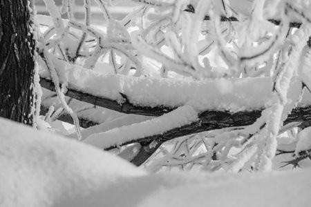 Snowy tree branches in winter, close-up, black and whiteの写真素材
