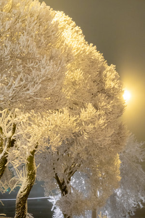 Trees covered with hoarfrost in winter, closeup of photoの写真素材