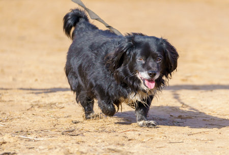 Cute black and white dog standing on the sand in the parkの写真素材