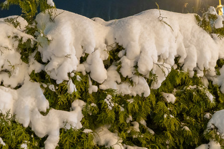 snow on the branches of thuja in the winter forestの写真素材