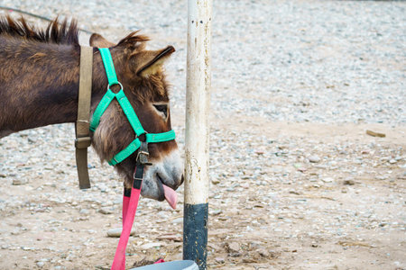 Donkey in the farm, Thailand. (selective focus)の写真素材