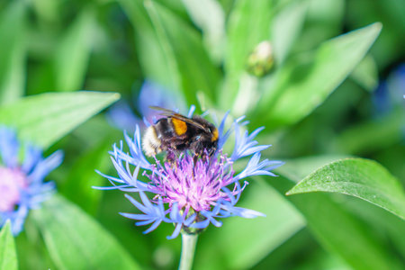 Bumblebee collecting pollen from a cornflower in a garden.の写真素材