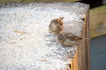 Two sparrows eating on a wooden background.