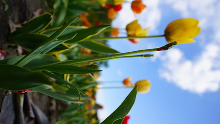 Low angle view of yellow tulips growing in field under blue sky with soft clouds.