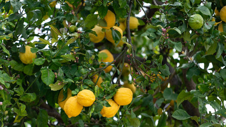 Lemon tree branches full of ripe yellow lemons with green leaves in citrus garden. Fresh organic...