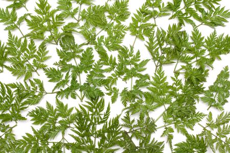 Green herb on white background, invoice, branchesの写真素材