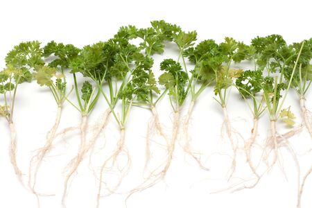 Green parsley with root on white backgroundの写真素材