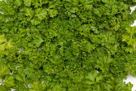 Background from fresh green parsley suitable in food