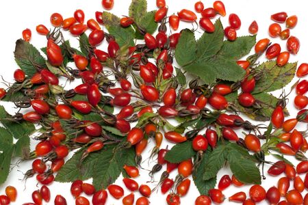 Wild rose with green sheet put on white backgroundの写真素材